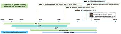 Development and application of molecular markers in fisheries, aquaculture, and industry of representative temperate and tropical sea cucumbers: a review
